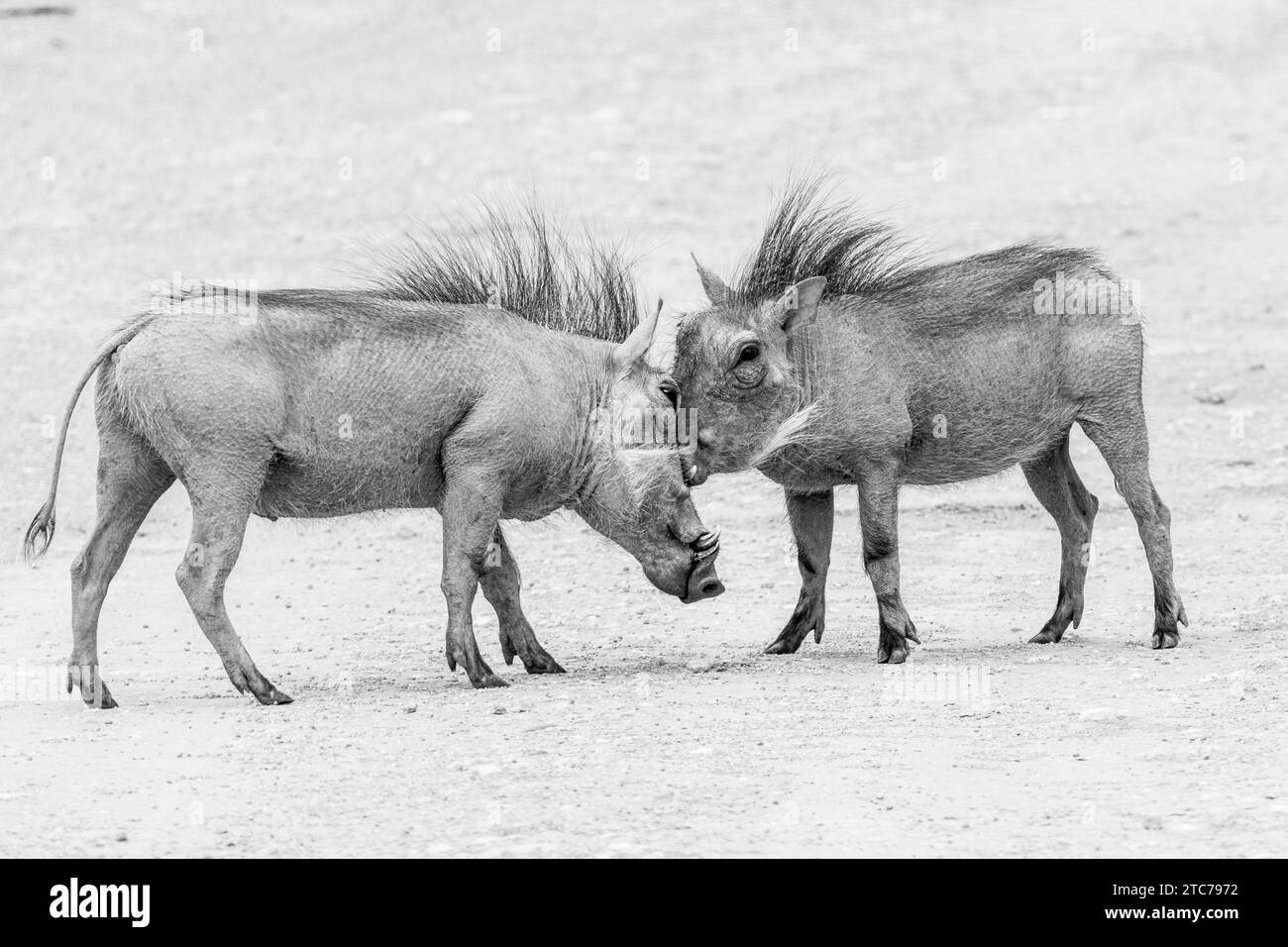 Common Warthog ( Phacochoerus africanus) Eastern Cape, South Africa. Two adults facing off with hackles raised in a territorial dispute, monochrome Stock Photo