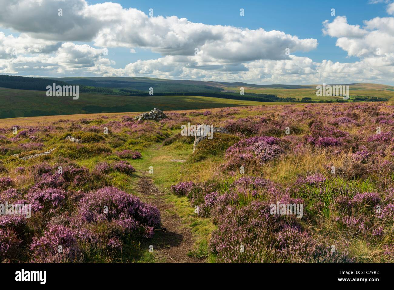 Flowering heather on moorland near Birch Tor in Dartmoor National Park, Devon, England.  Summer (August) 2022. Stock Photo