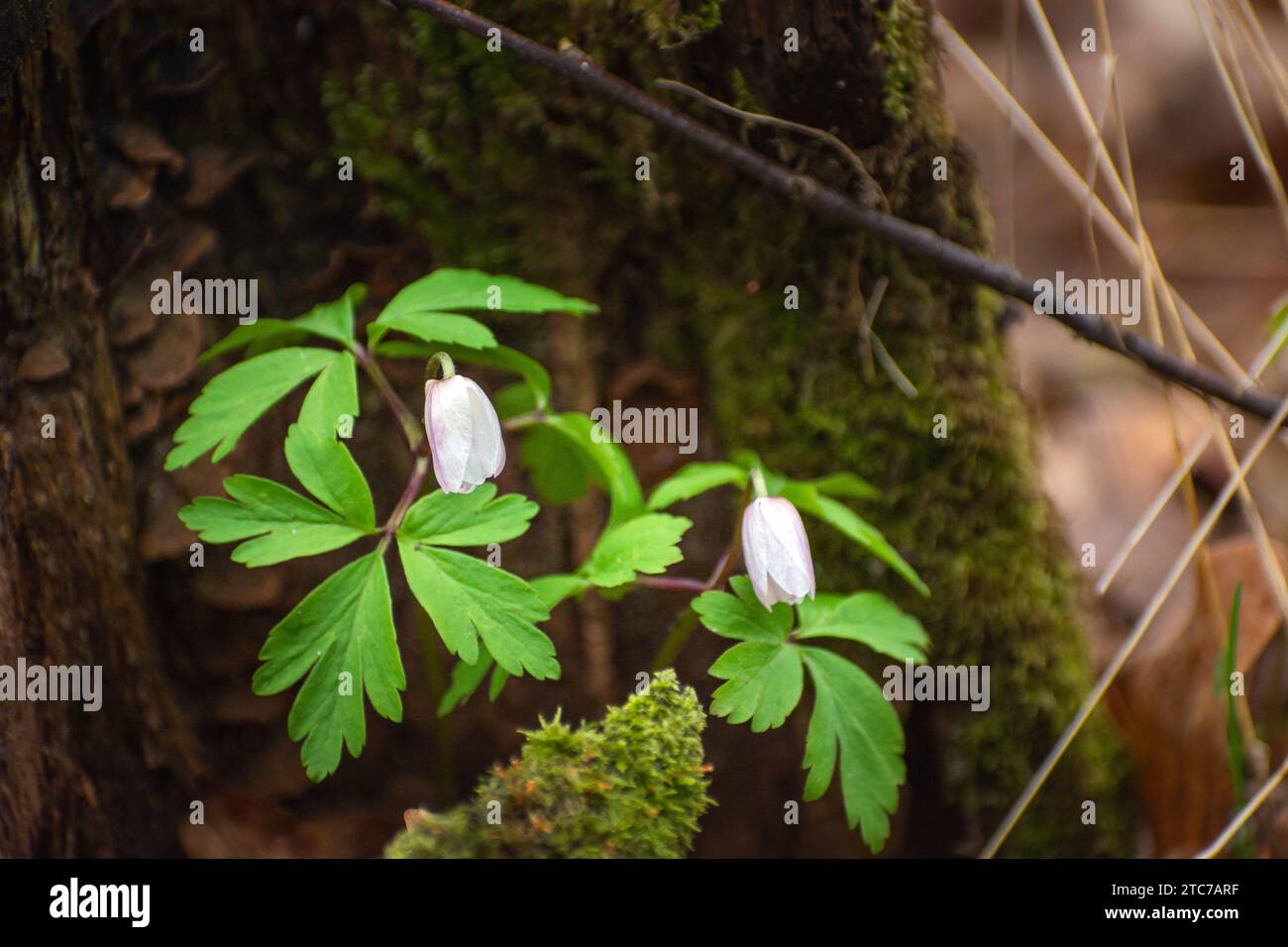 Flowers of a wood anemone growing near a tree, April day Stock Photo