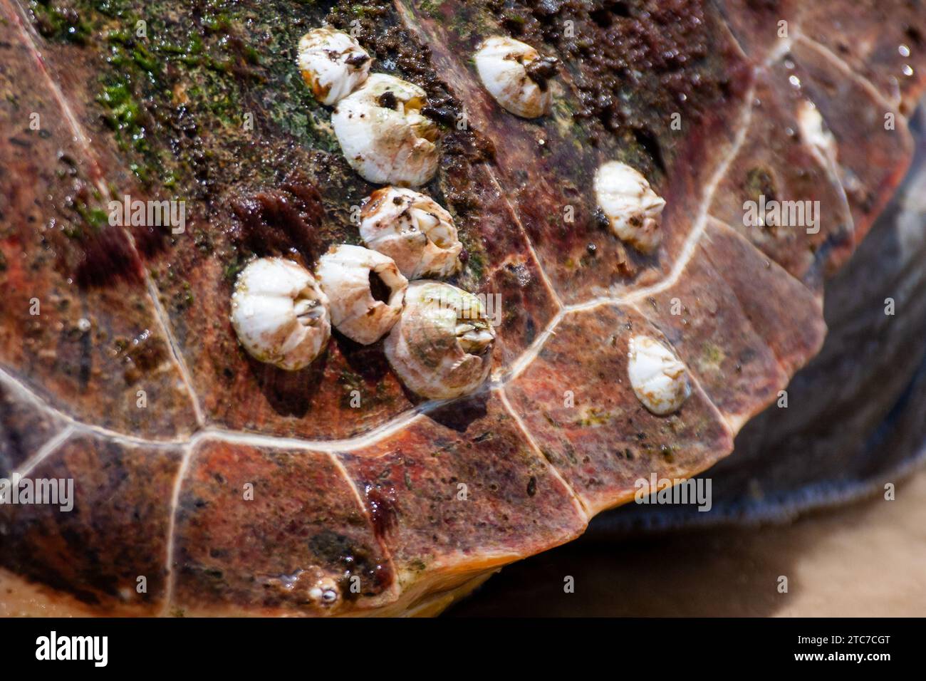 Barnacles on Loggerhead sea turtle shell Barnacles are crustaceans that attach themselves to surfaces using a strong glue. Photographed in Israel Stock Photo