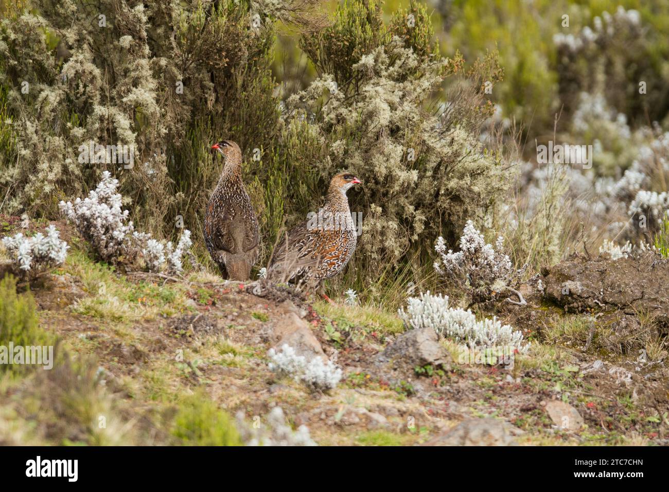 The chestnut-naped spurfowl (Pternistis castaneicollis) is a species of ...