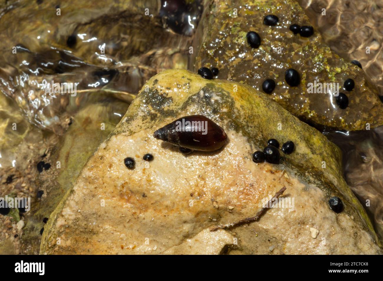 Melanopsis praemorsa is a species of freshwater snail in the family Melanopsidae. Stock Photo