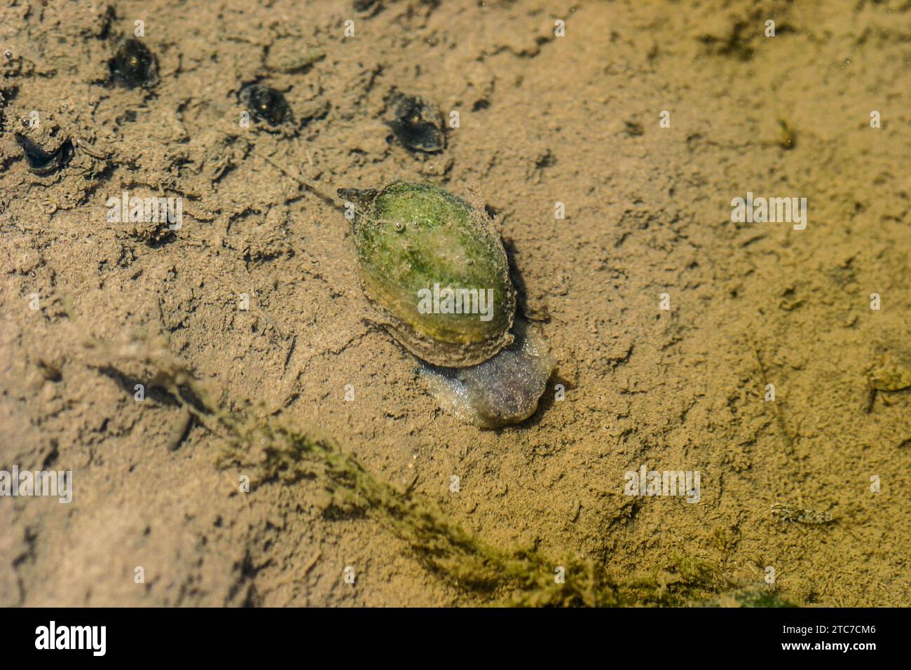 Lymnaea stagnalis, better known as the great pond snail, is a species