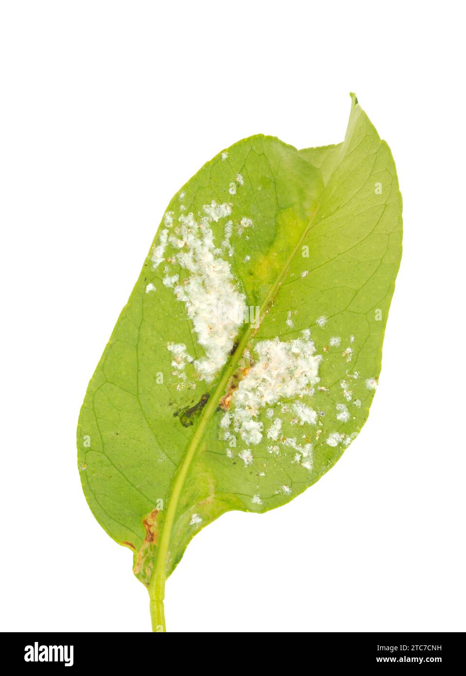 Lemon tree leaf infested by cochineal disease isolated on white background Stock Photo