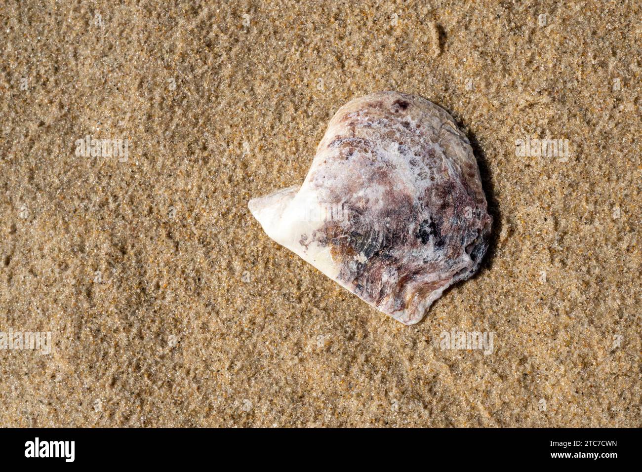outer shell of a pearl oyster Pinctada is a genus of saltwater oysters, marine bivalve mollusks in the family Pteriidae. These pearl oysters have a st Stock Photo