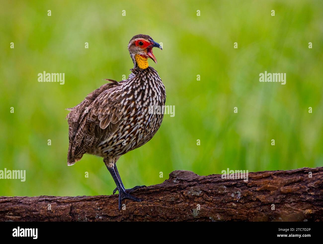 The yellow-necked spurfowl or yellow-necked francolin (Pternistis leucoscepus syn Francolinus leucoscepus) is a species of bird in the family Phasiani Stock Photo