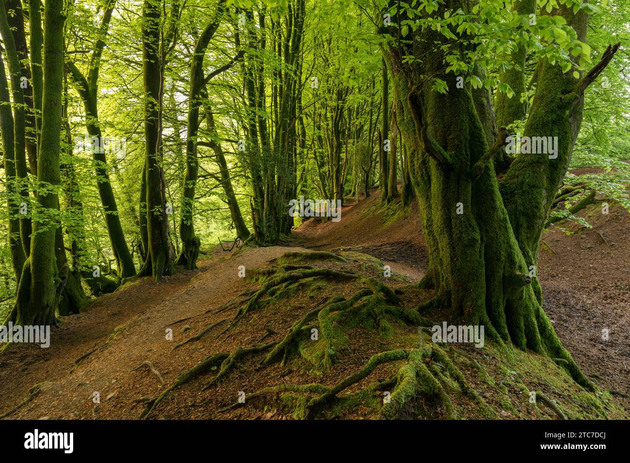 Beech woodland growing on the earthworks of Hembury Fort, an Iron Age Hillfort near Honiton in Devon, England.  Spring (May) 2023. Stock Photo