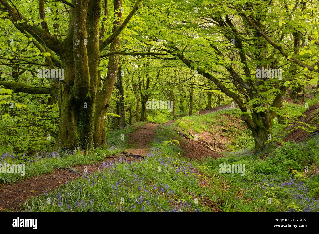 Common bluebells flowering on the ramparts of Hembury Fort, and Iron Age Hillfort near Honiton, Devon.  Spring (May) 2023. Stock Photo