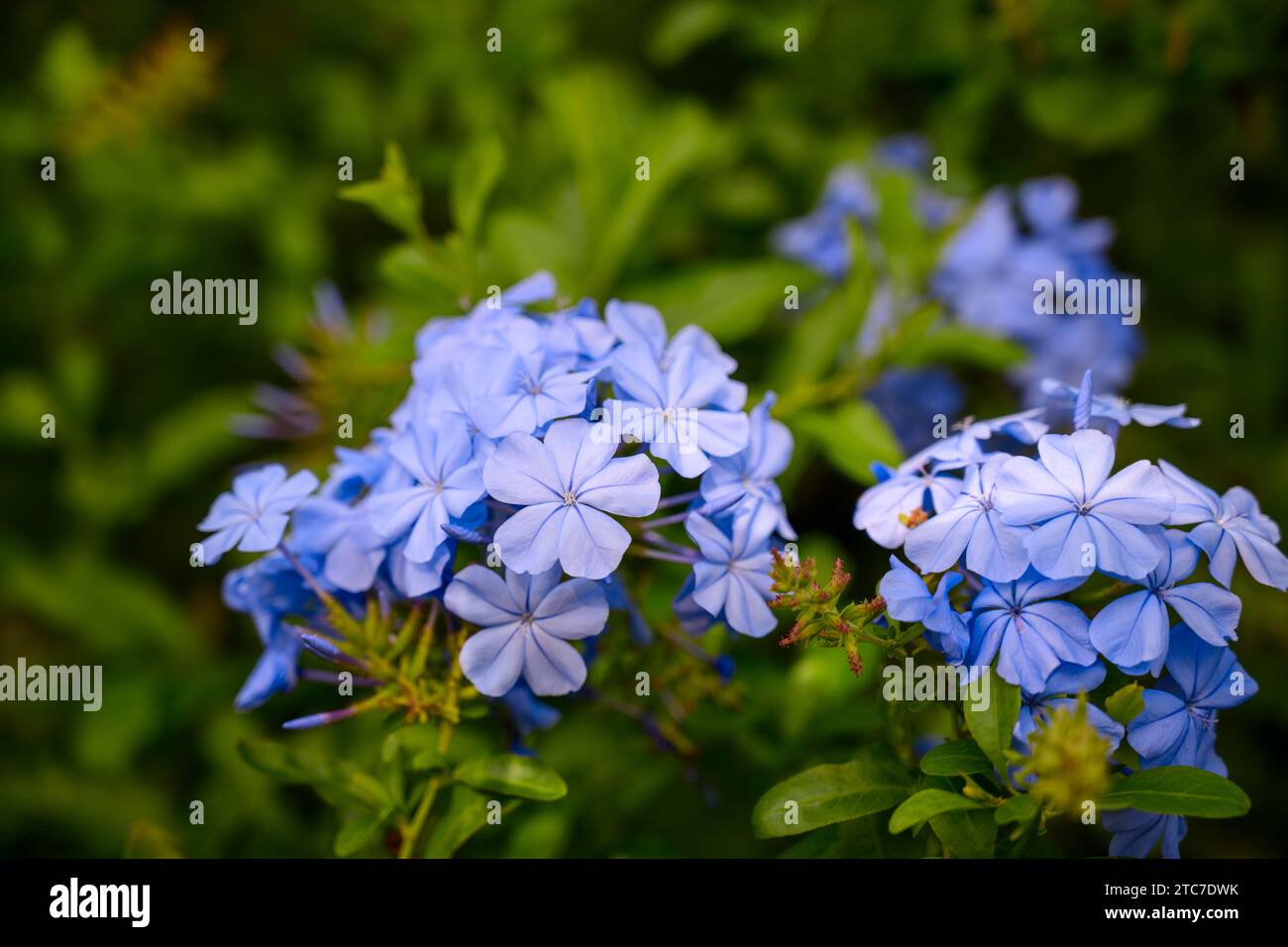 Blue flowers of a Cape leadwort flowers (Plumbago capensis). Plumbago is a genus of 10–20 species of flowering plants in the family Plumbaginaceae, na Stock Photo