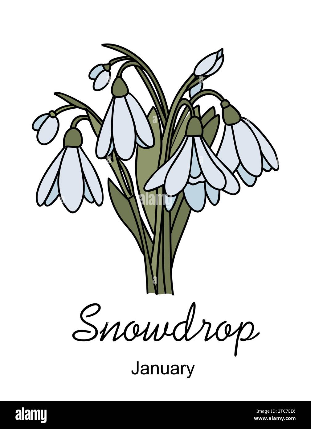 snowdrop-flower-january-birth-month-flower-vector-stock-vector-image