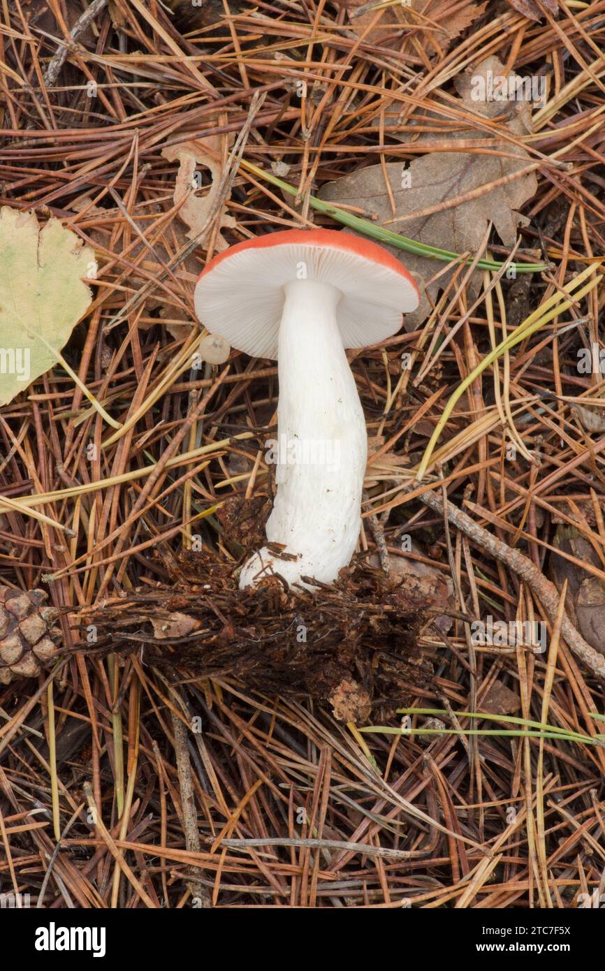 The sickener, Russula emetica, Emetic russula, Vomiting russula