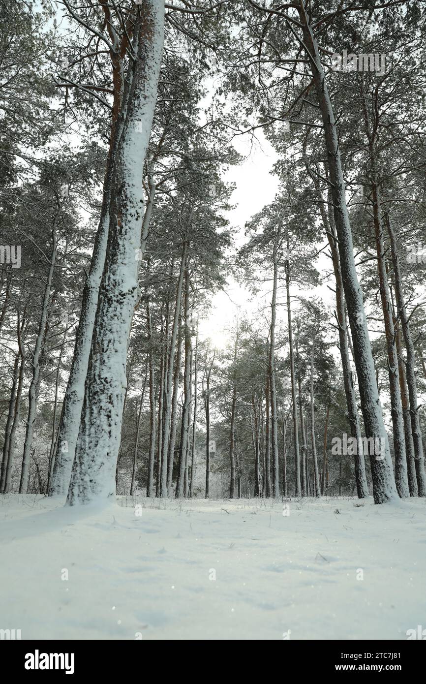Snowy forest low angle hi-res stock photography and images - Alamy
