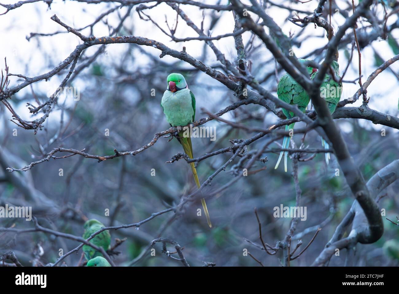 Alexandrine parakeets (Psittacula eupatria) sitting in a tree on the banks of the Rhine in the evening, Cologne, Germany. Collared parakeets and Alexa Stock Photo