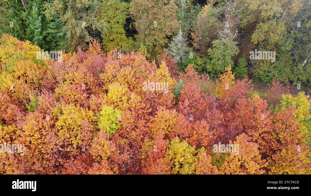 Forest in Autumn with Fall Colors Perigord National Forest Stock Photo