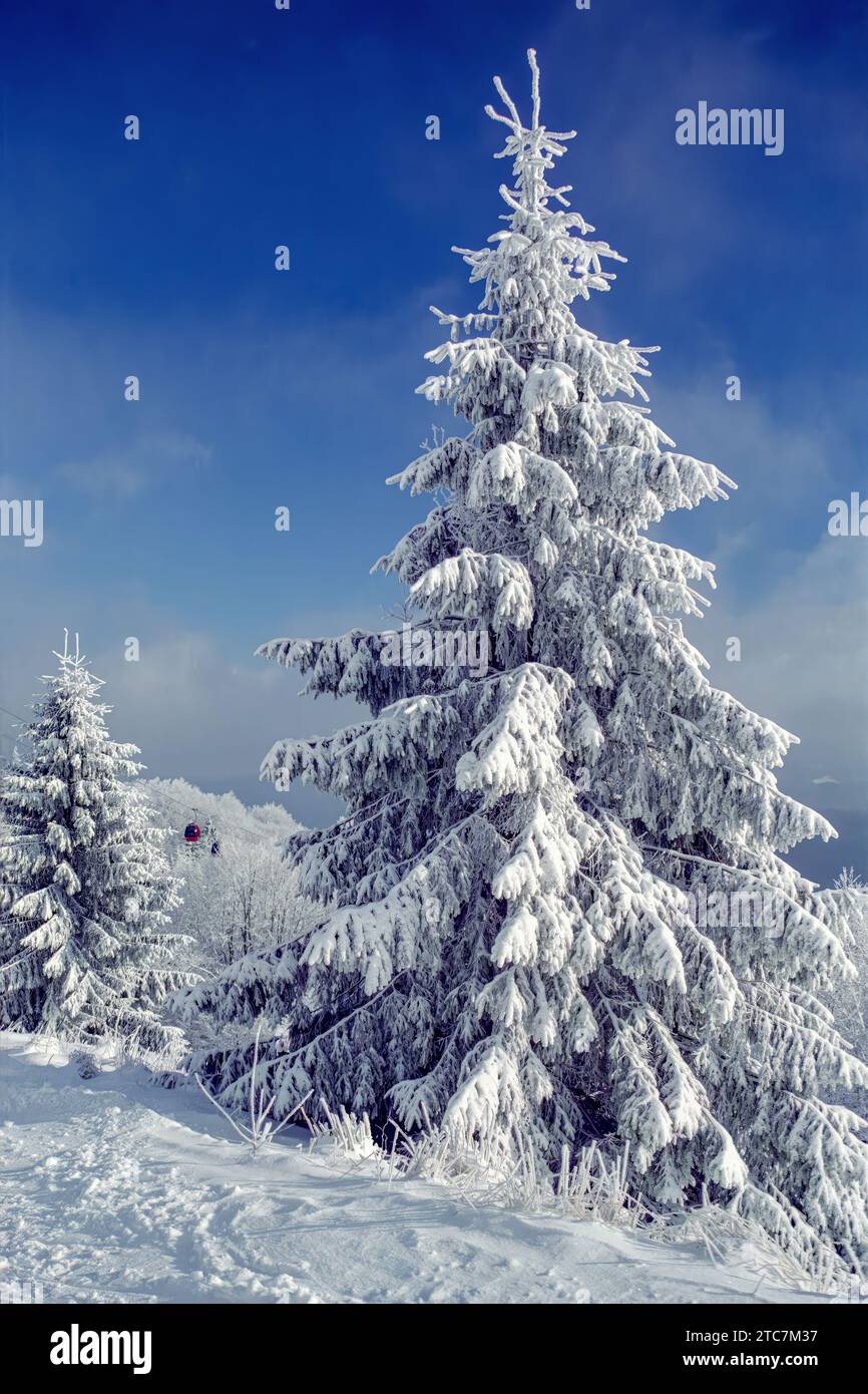 Mountain spruce trees under thick snow cover, Jaworzyna Krynicka, Poland Stock Photo