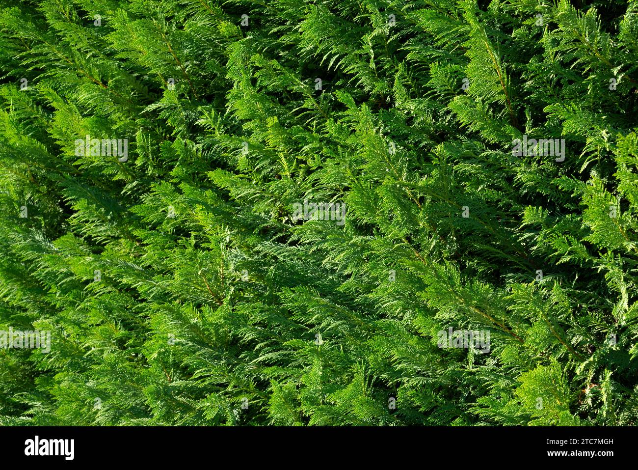 Italy, Lombardy, Lawson Cypress Hedge, Chamaecyparis Lawsoniana Stock Photo