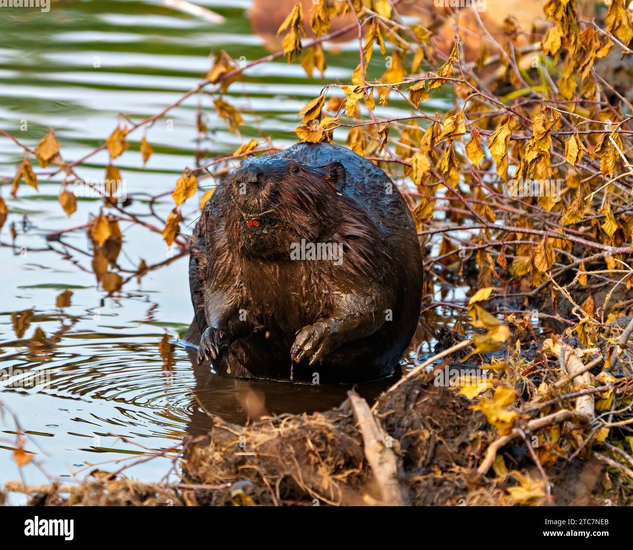 Beaver closeup front view, building a beaver dam and lodge in its