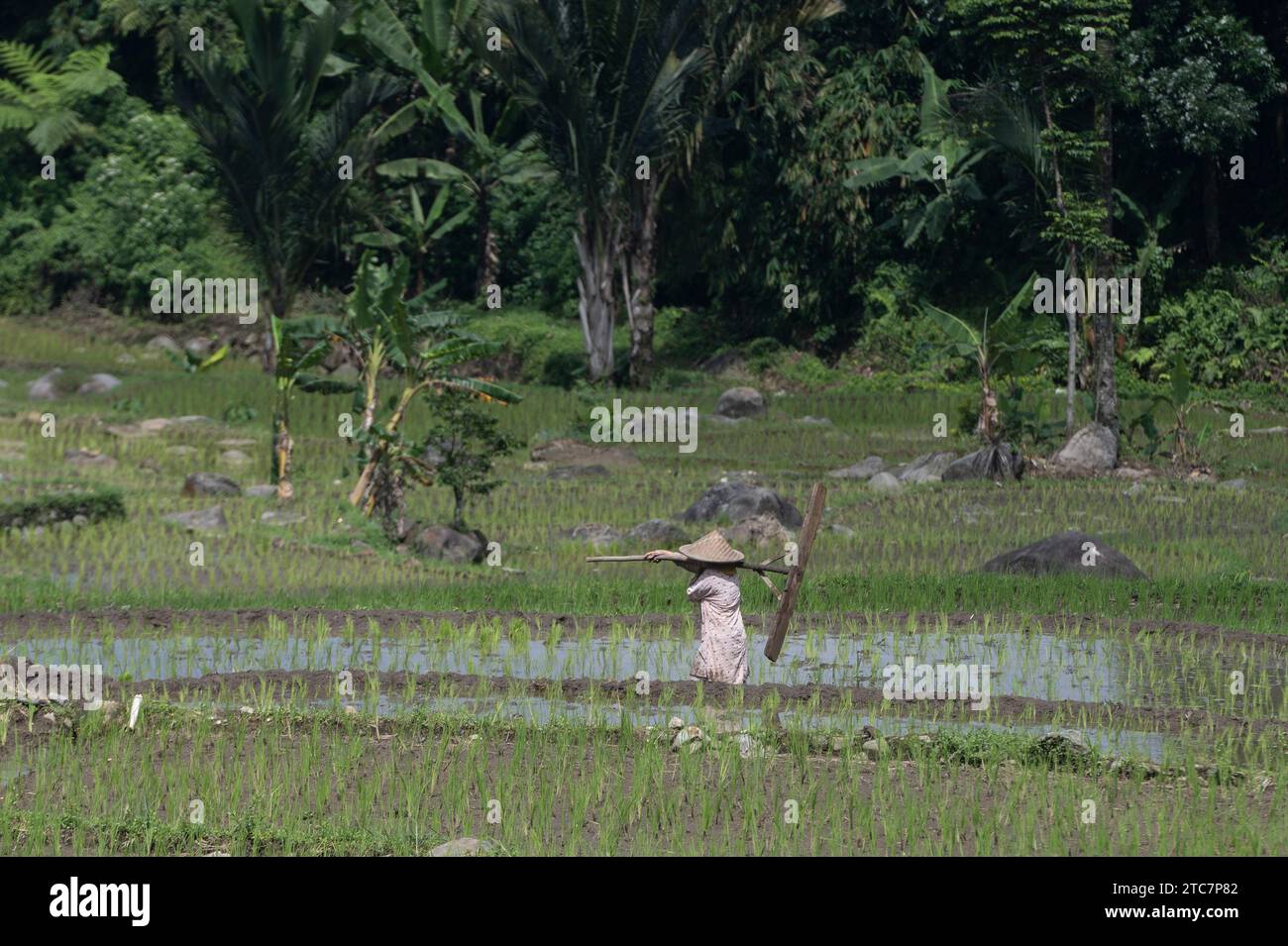 (231211) -- BOGOR, Dec. 11, 2023 (Xinhua) -- A farmer is seen at a paddy field in Bogor, West Java, Indonesia, Dec. 11, 2023. (Xinhua/Veri Sanovri) Stock Photo