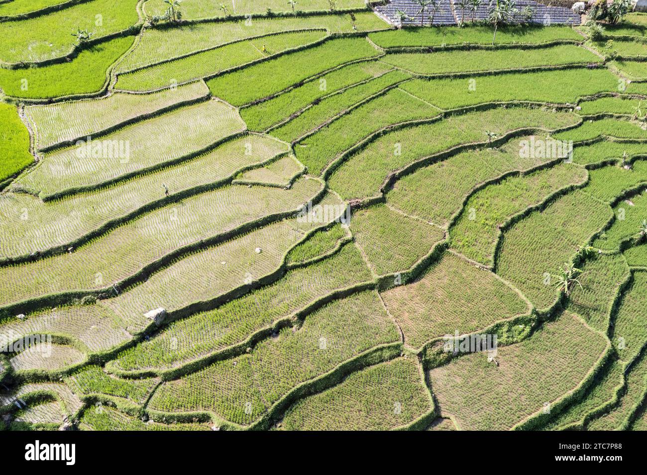 (231211) -- BOGOR, Dec. 11, 2023 (Xinhua) -- This aerial photo taken on Dec. 11, 2023 shows paddy fields in Bogor, West Java, Indonesia. (Xinhua/Veri Sanovri) Stock Photo