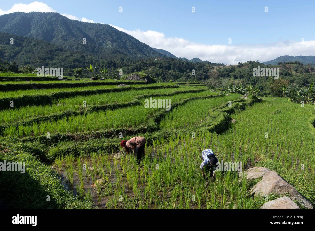(231211) -- BOGOR, Dec. 11, 2023 (Xinhua) -- Farmers work at a paddy field in Bogor, West Java, Indonesia, Dec. 11, 2023. (Xinhua/Veri Sanovri) Stock Photo
