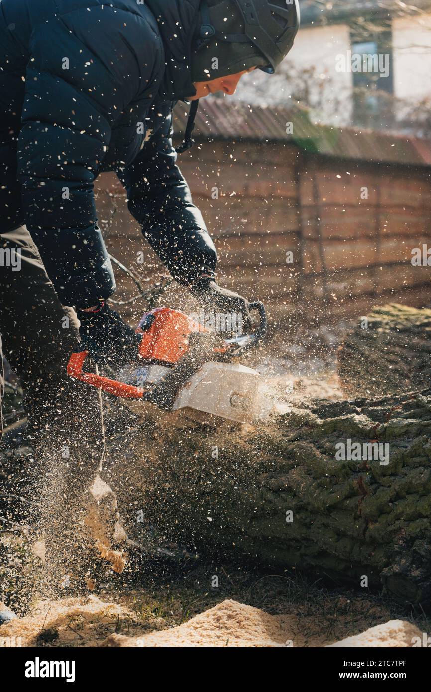 Woodcutter saws tree with chainsaw. Sawdust flies from chainsaw