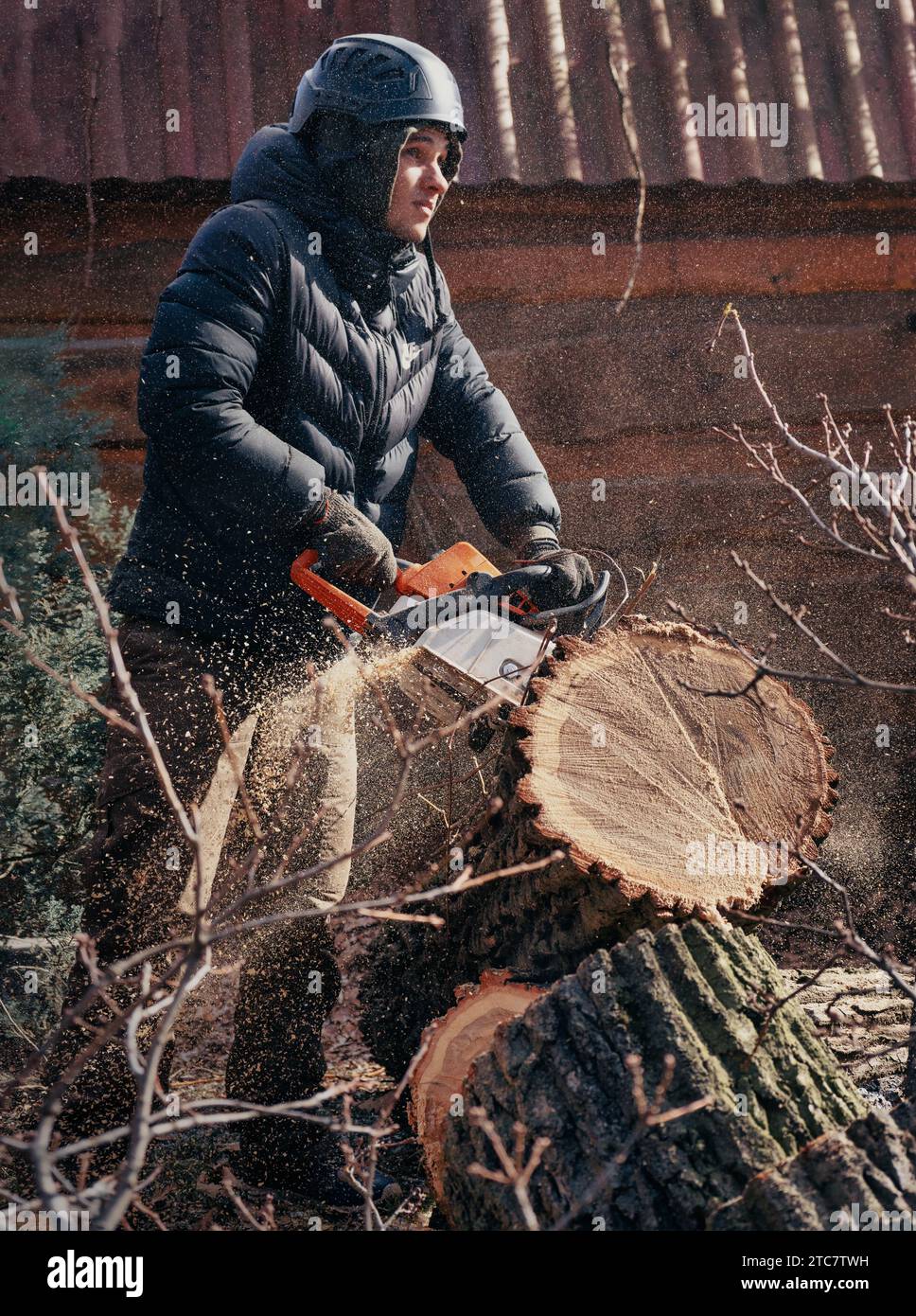 Woodcutter saws tree with chainsaw. Sawdust flies from chainsaw
