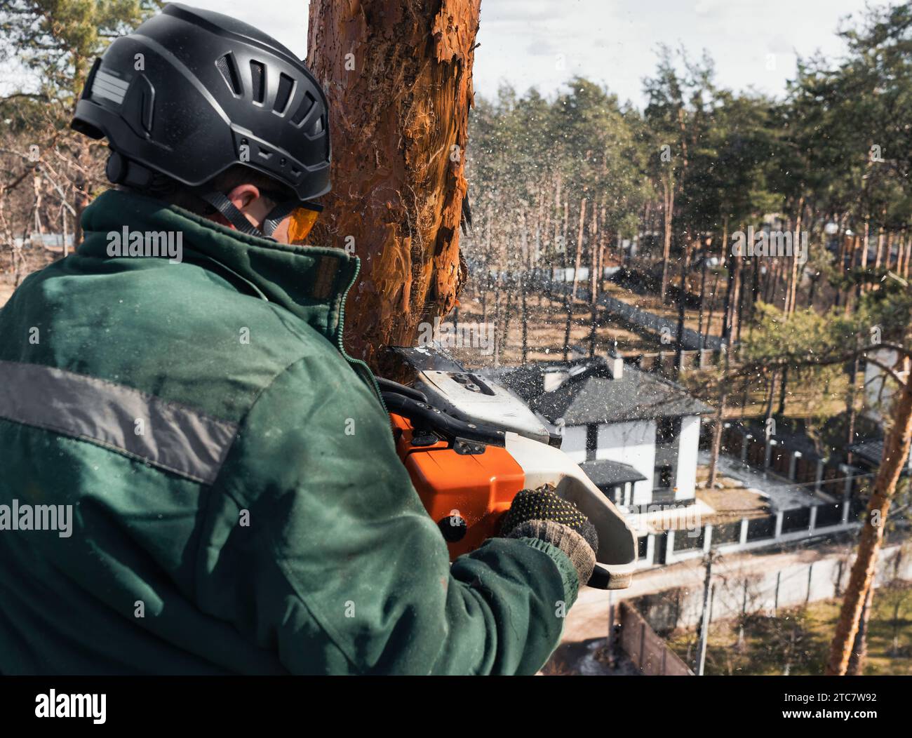 Arborist cuts the trunk of an emergency tree with chainsaw at a great height. Stock Photo