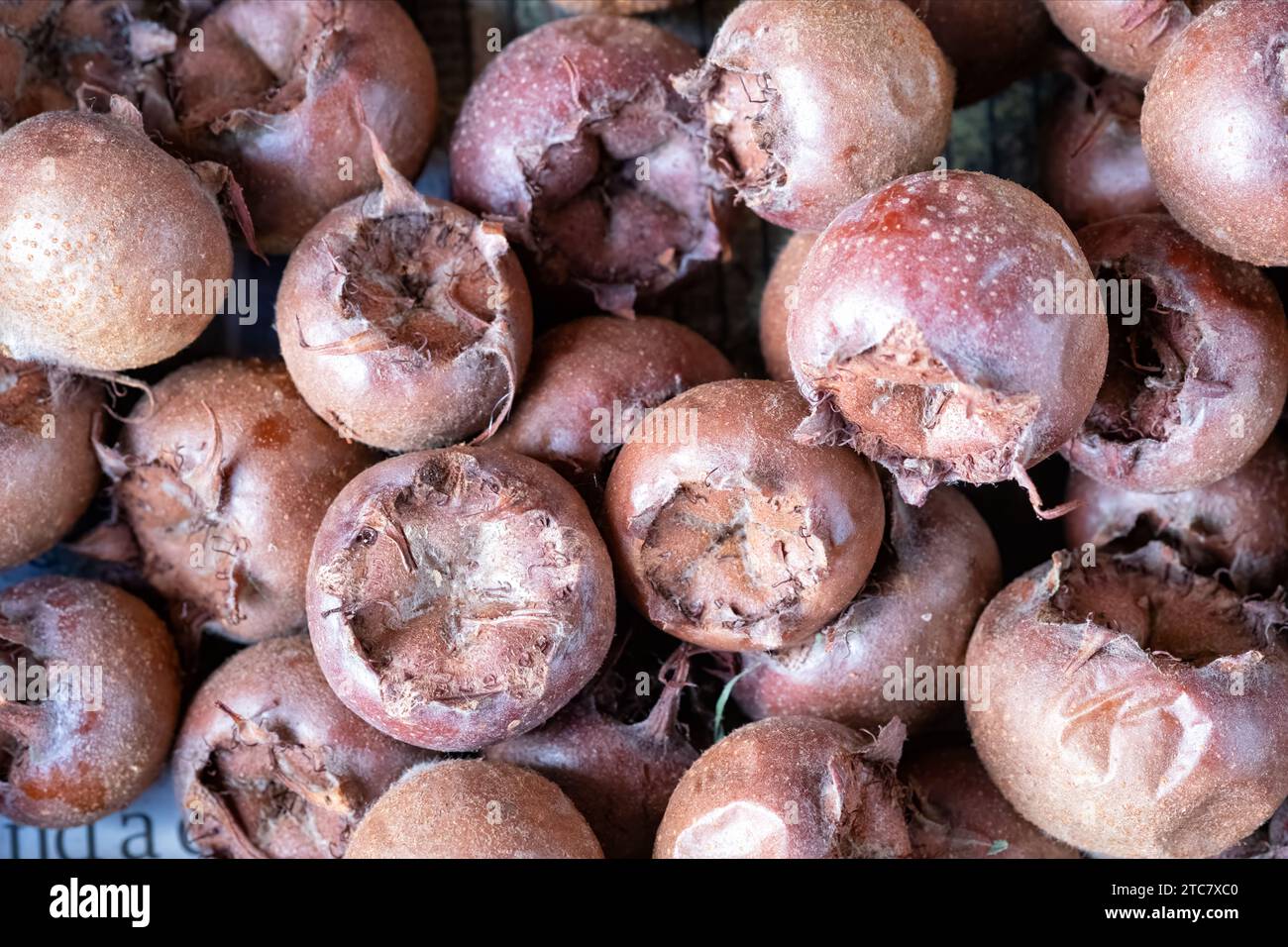 Bletted Ripe Medlars, Mespilus germanica, The fruit of the common Medlar shrub used in cooking and for making jellies and flavouring liquors Stock Photo