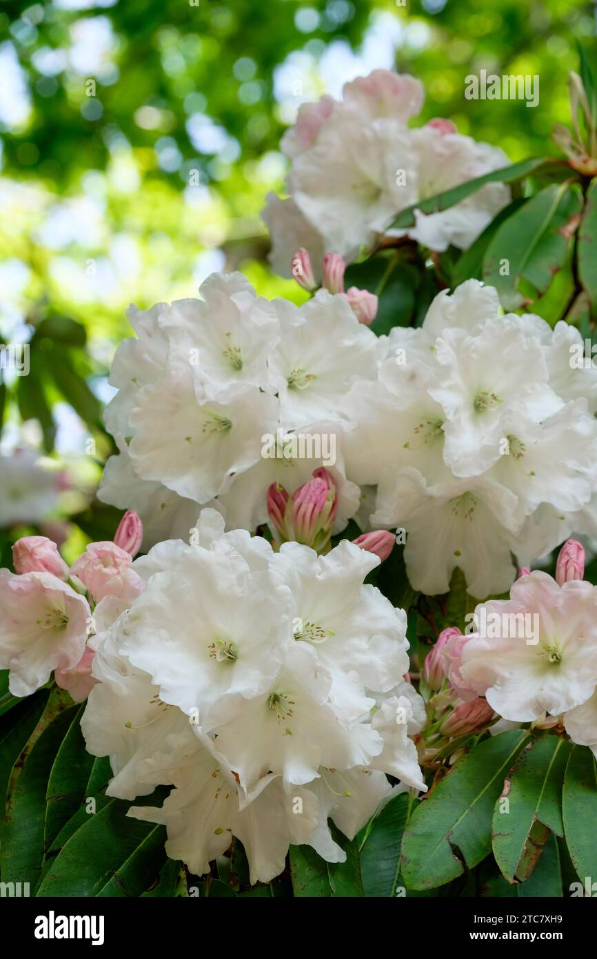 Rhododendron Loder's White, trusses of white flowers edged with mauve-pink, opening from mauve-pink buds Stock Photo