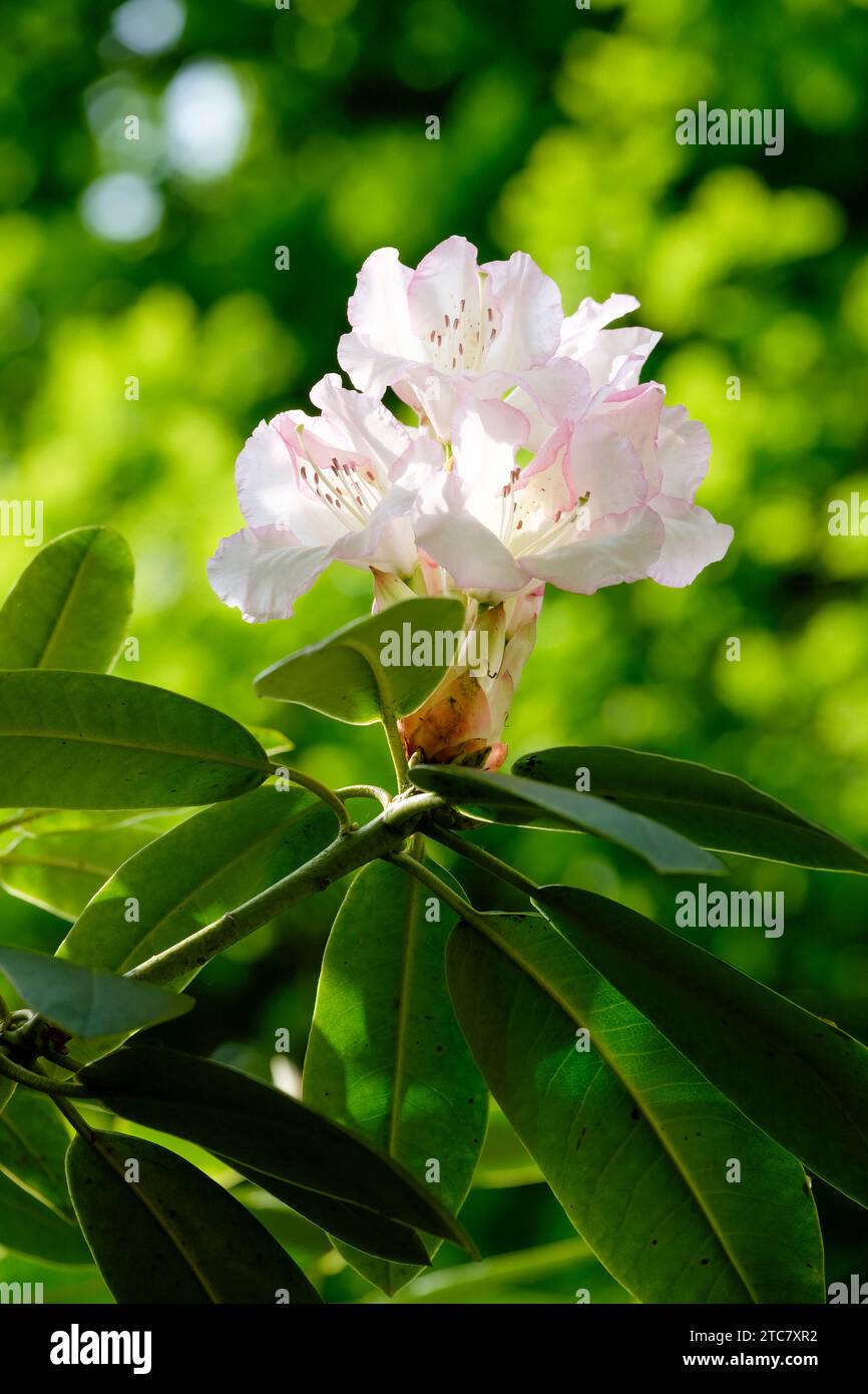 Rhododendron Loder's White, trusses of white flowers edged with mauve-pink, opening from mauve-pink buds Stock Photo