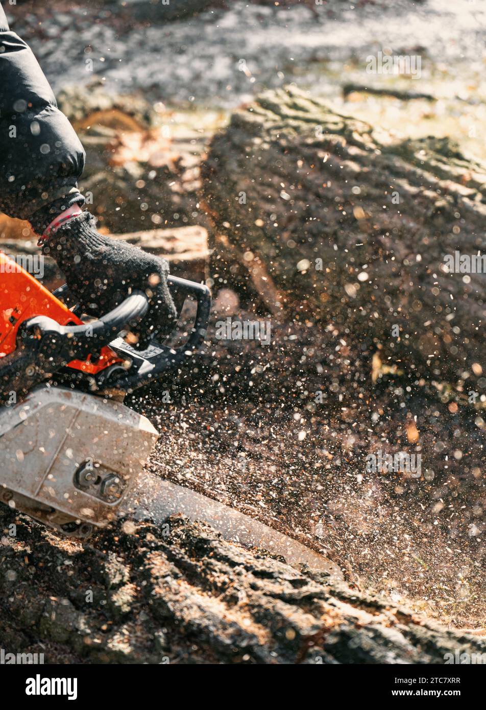 Woodcutter saws tree with chainsaw. Sawdust flies from chainsaw