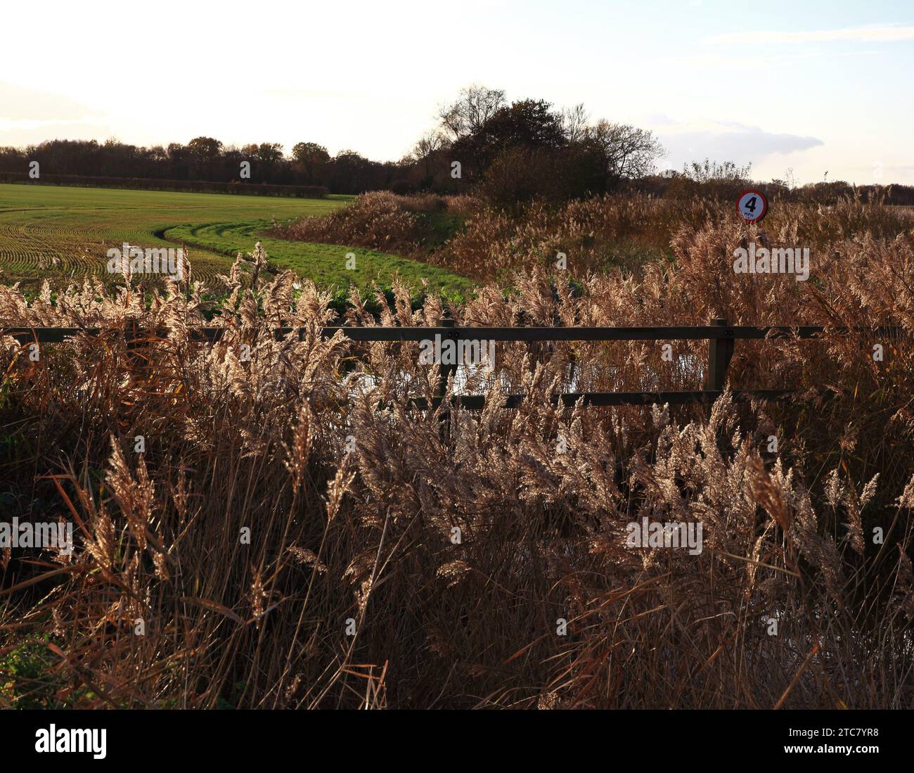 A contre-jour image of Common Reed seed heads by a dyke leading to the Staithe on the Norfolk Broads at West Somerton, Norfolk, England, UK. Stock Photo