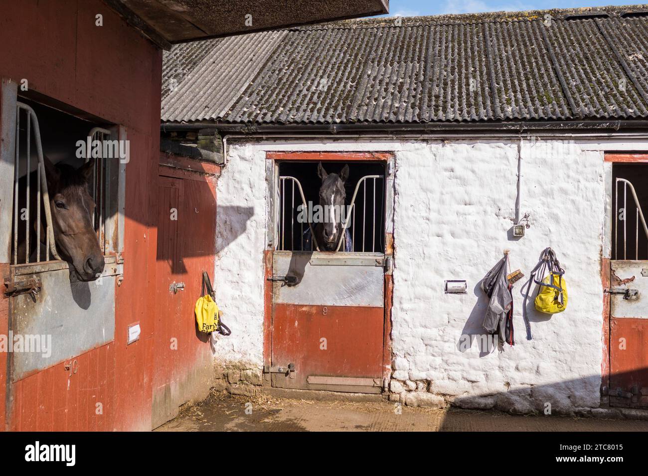 Michael Dods Racing,Denton,Darlington,England,UK.Two horses looking out