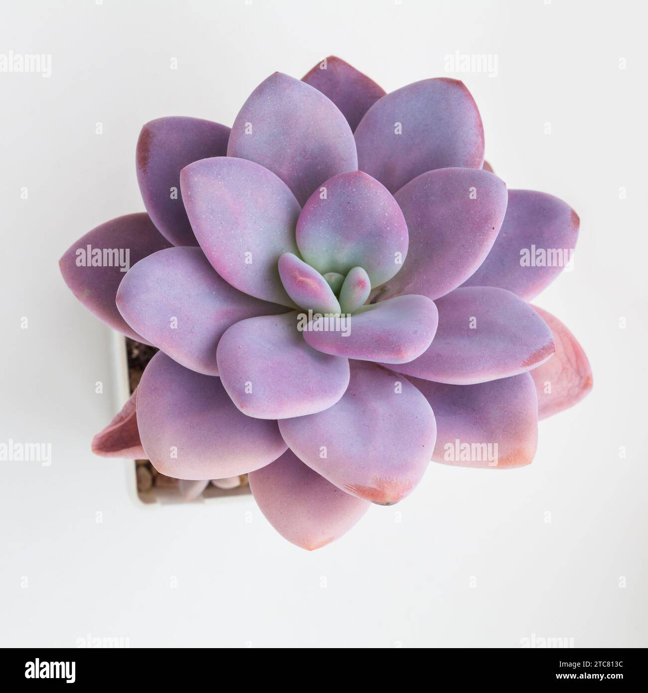 indoor hanging planter pots Marble Finish Hanging Flower Planter