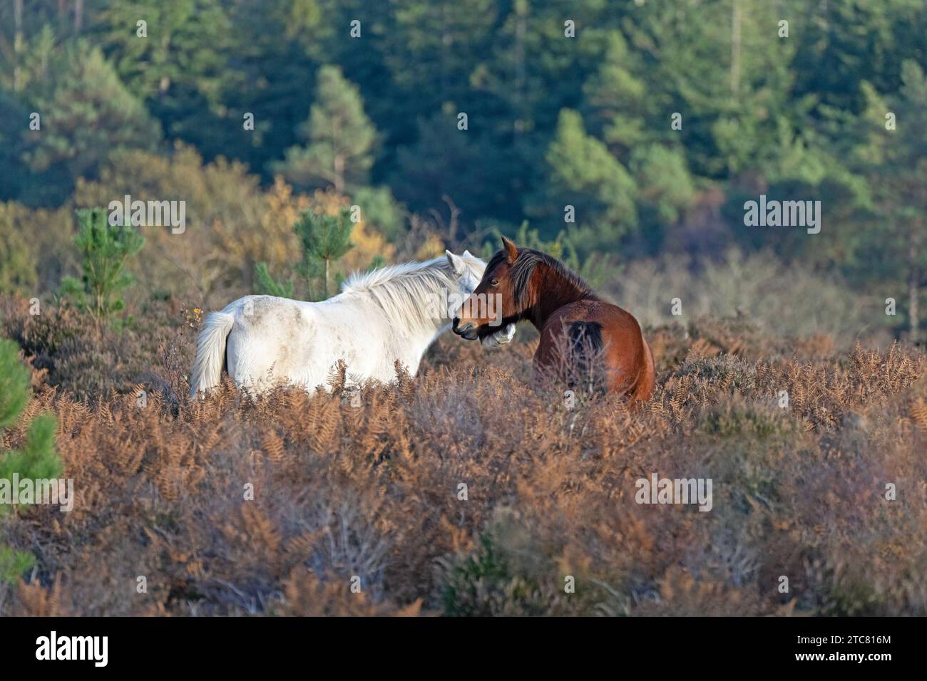 Wild Ponies at Mogshade Hill in the New Forest National Park, Hampshire, England, Uk Stock Photo