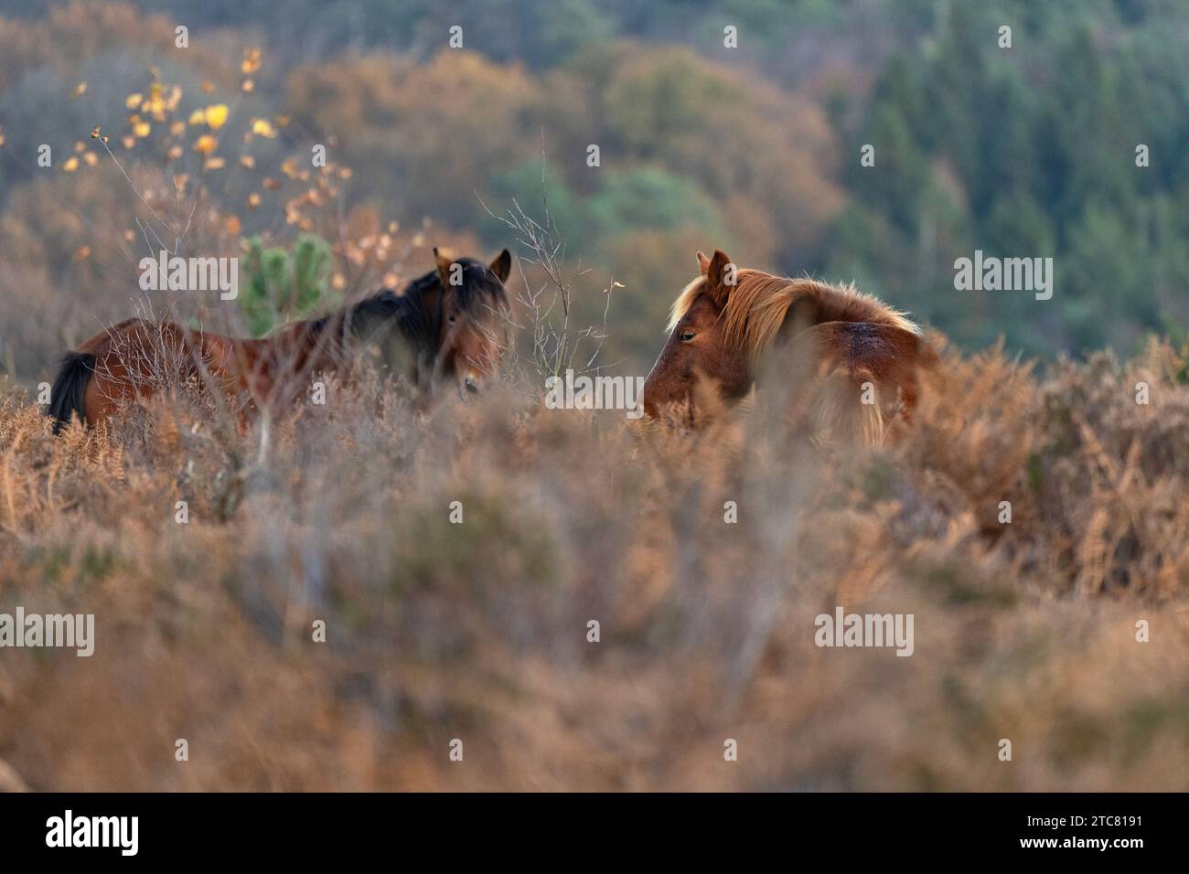 Wild Ponies at Mogshade Hill in the New Forest National Park, Hampshire, England, Uk Stock Photo