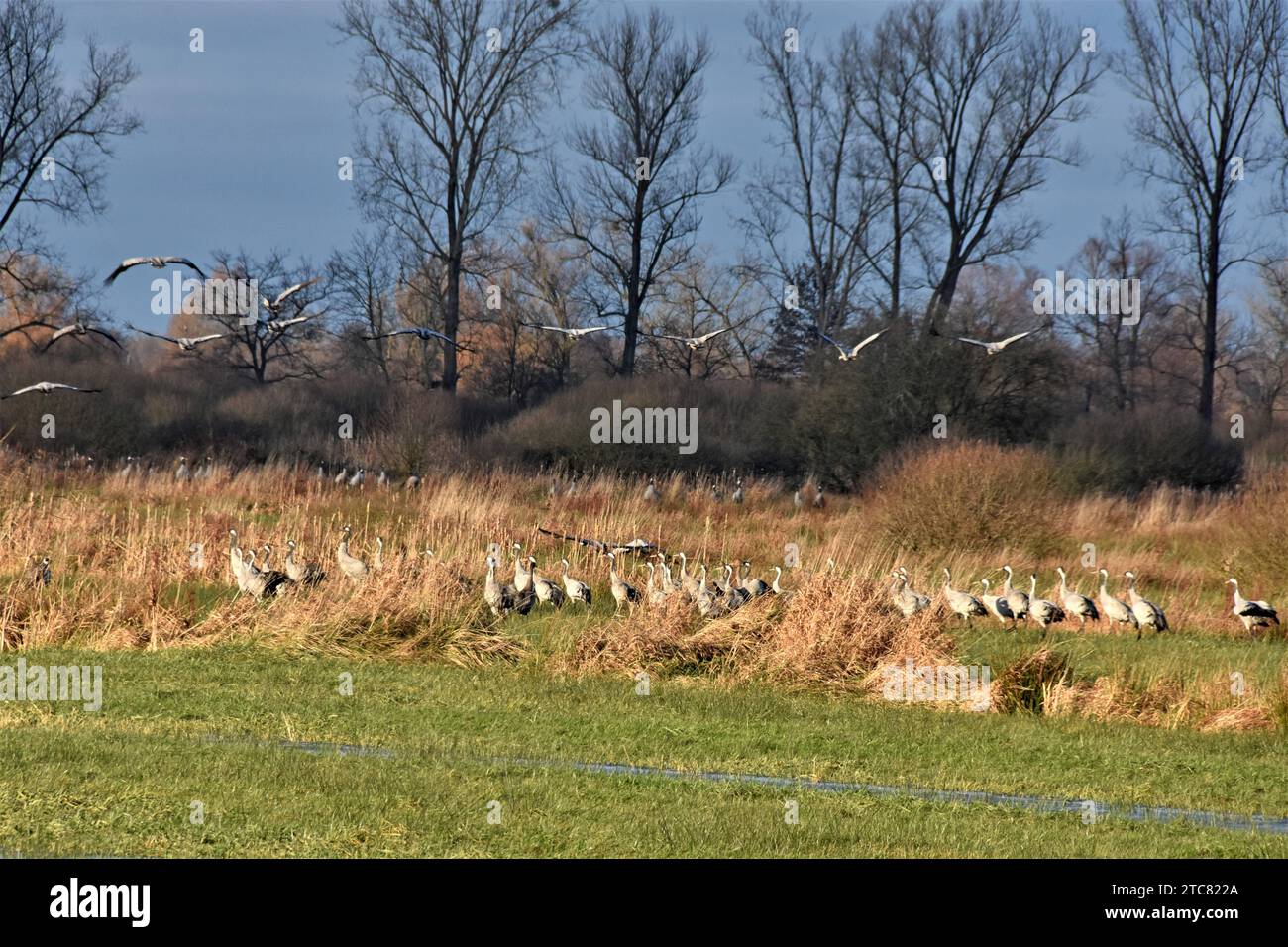 09.12.2023 Drömling Deutschland/ Sachsen Anhalt/ Altmark/ Bördekreis