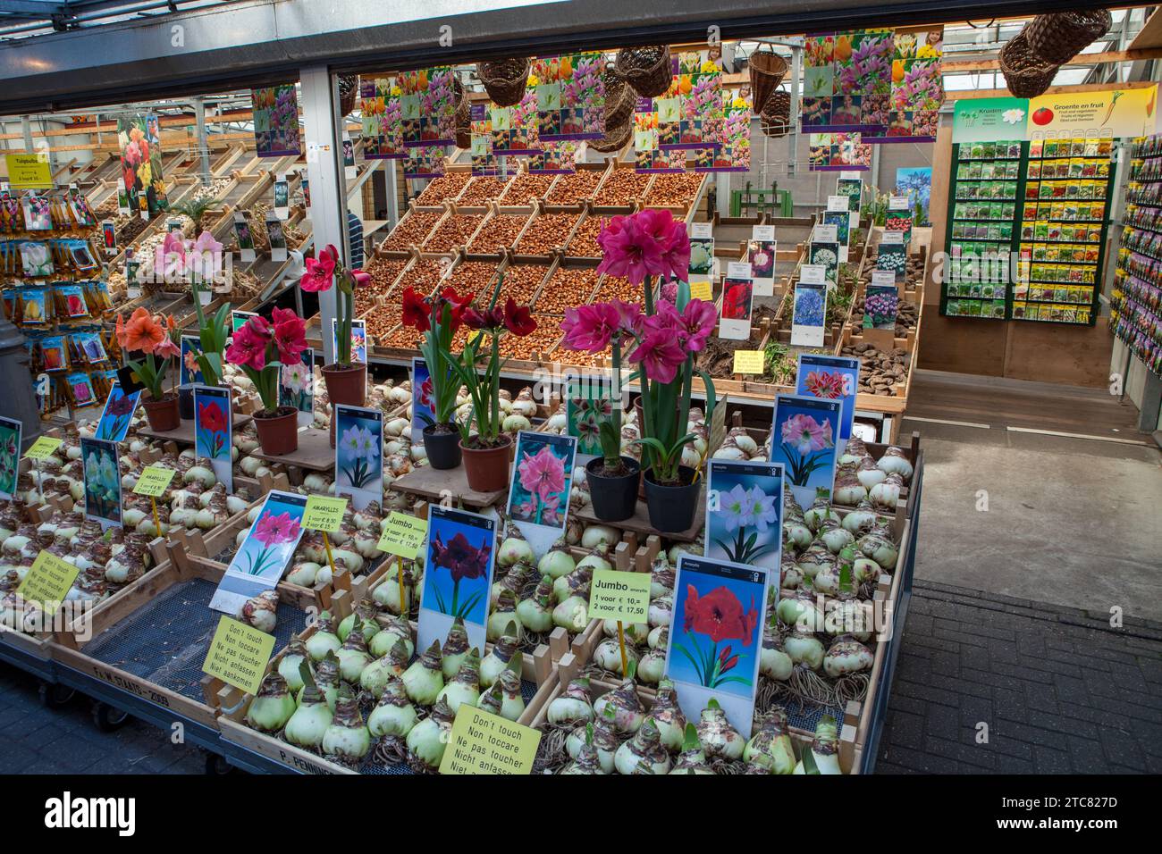 Display of flower bulbs in a shop in Amsterdam. Stock Photo