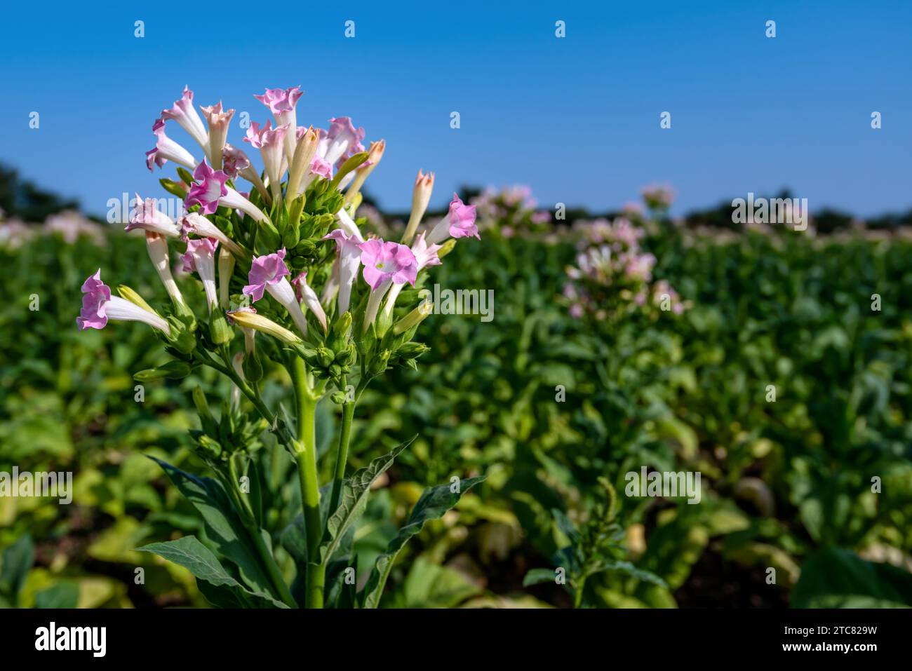 Tobacco Plant Flower