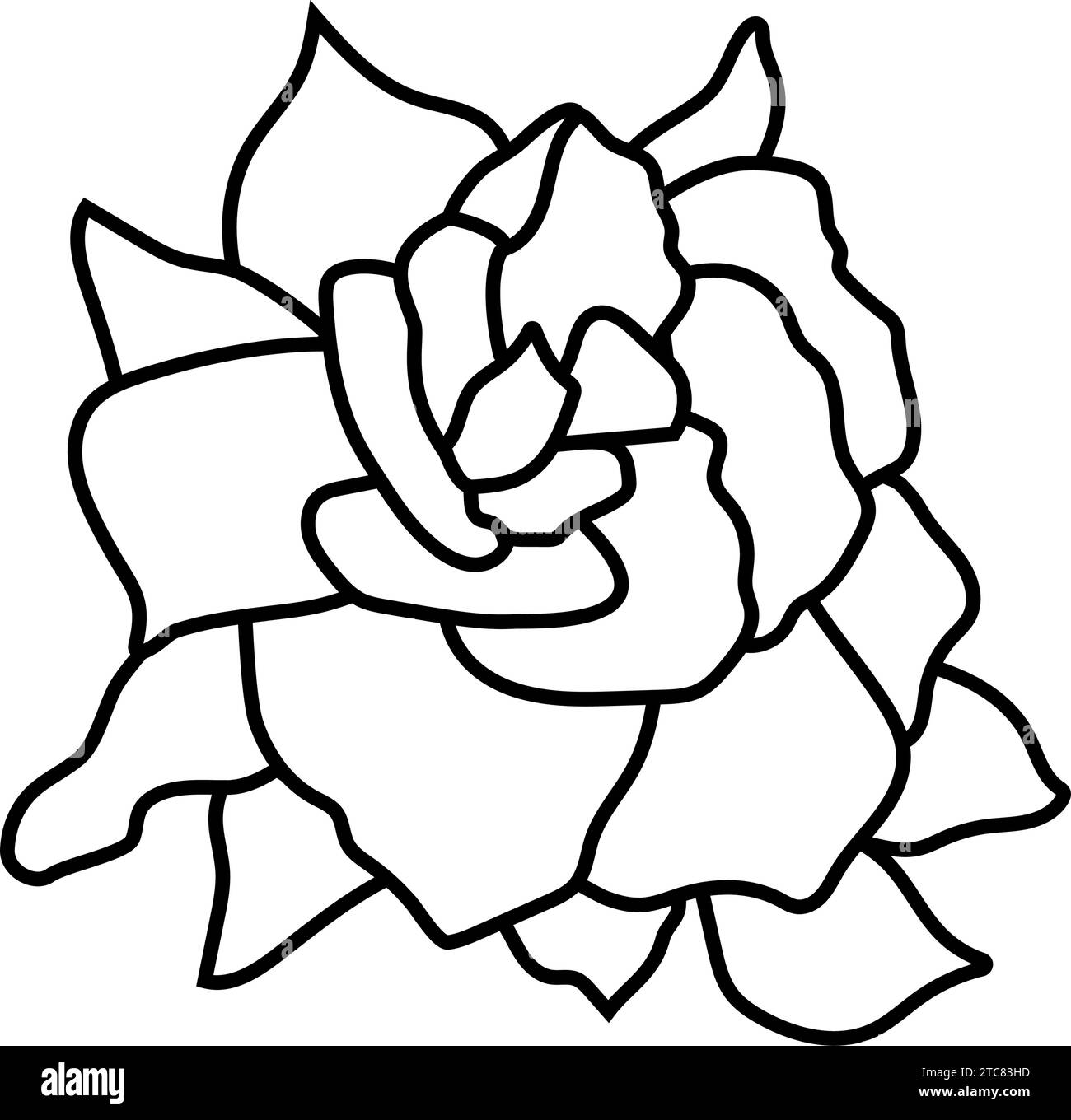 Gardenia illustration Black and White Stock Photos & Images - Alamy