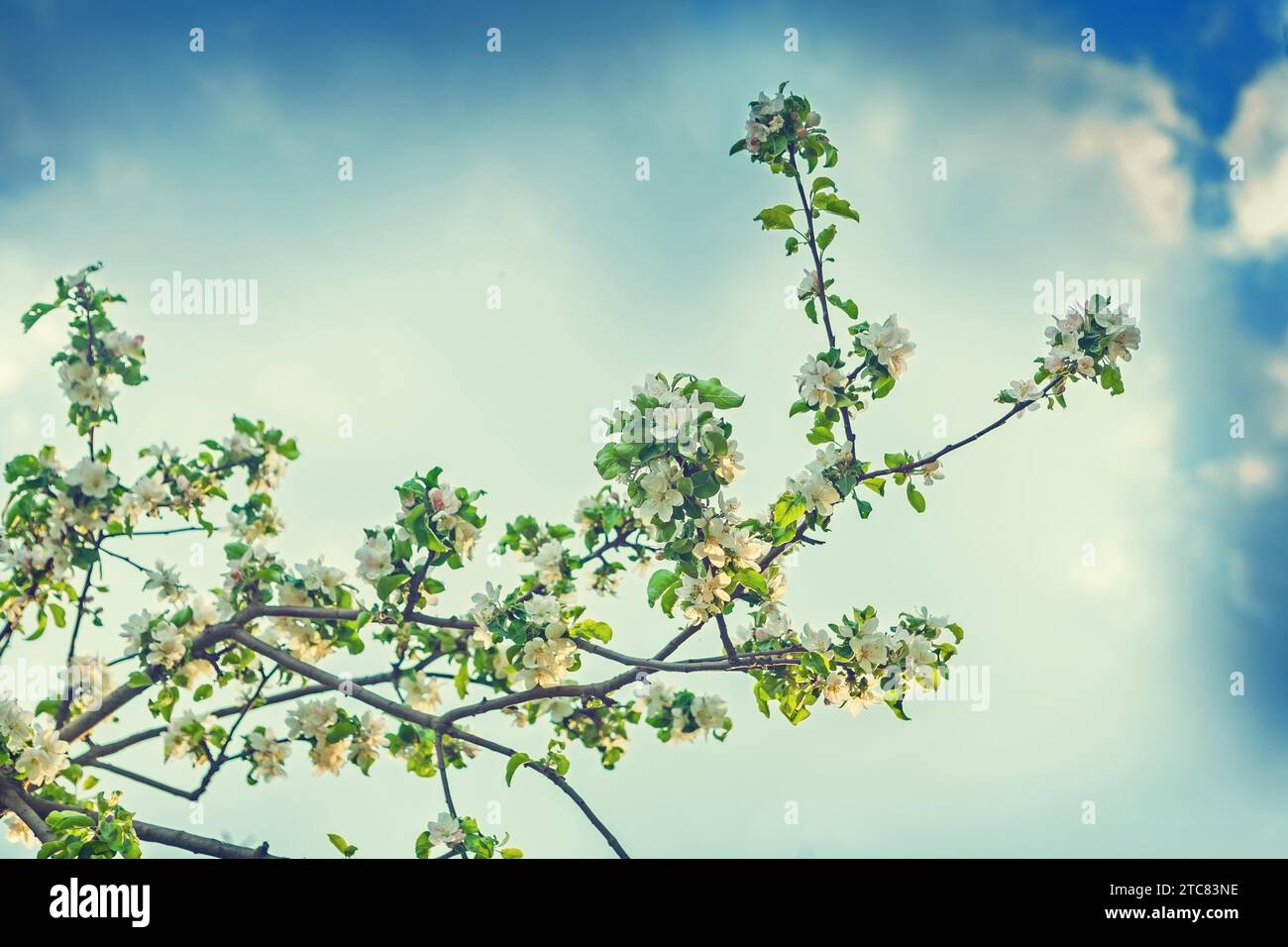 Big branch of apple tree on background sky instagram stile Stock Photo