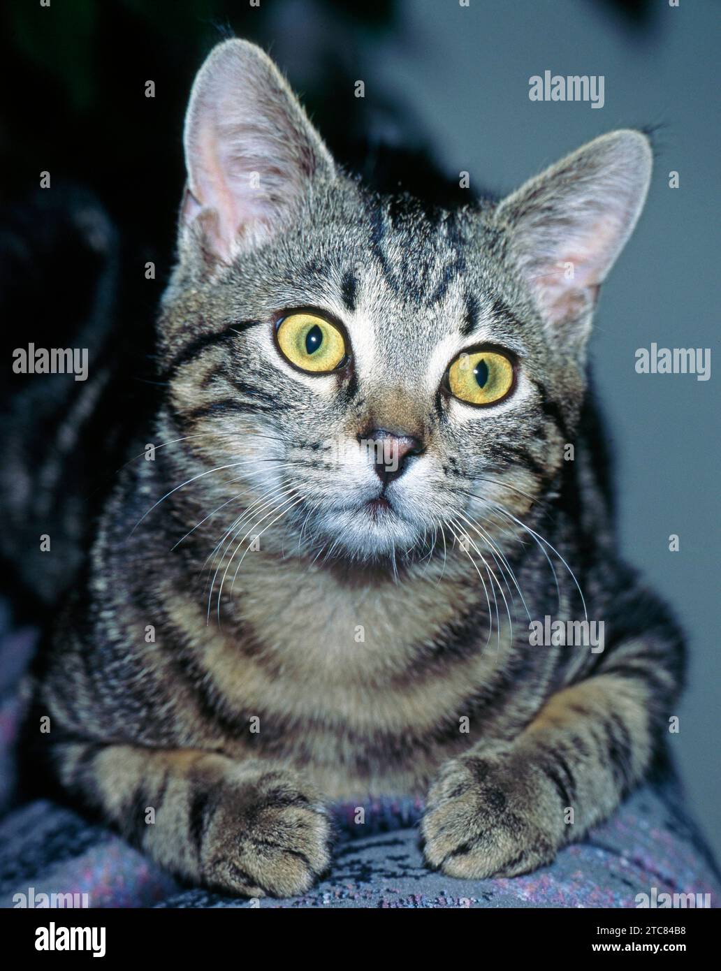 Junge getigerte Hauskatze, auch Europaeisch Kurzhaar, ruht auf einer  Sofalehne Katze getigert *** Young tabby domestic cat, also European  shorthair, resting on a sofa backrest cat tabby Credit: Imago/Alamy Live  News Stock, image size:1032x1390