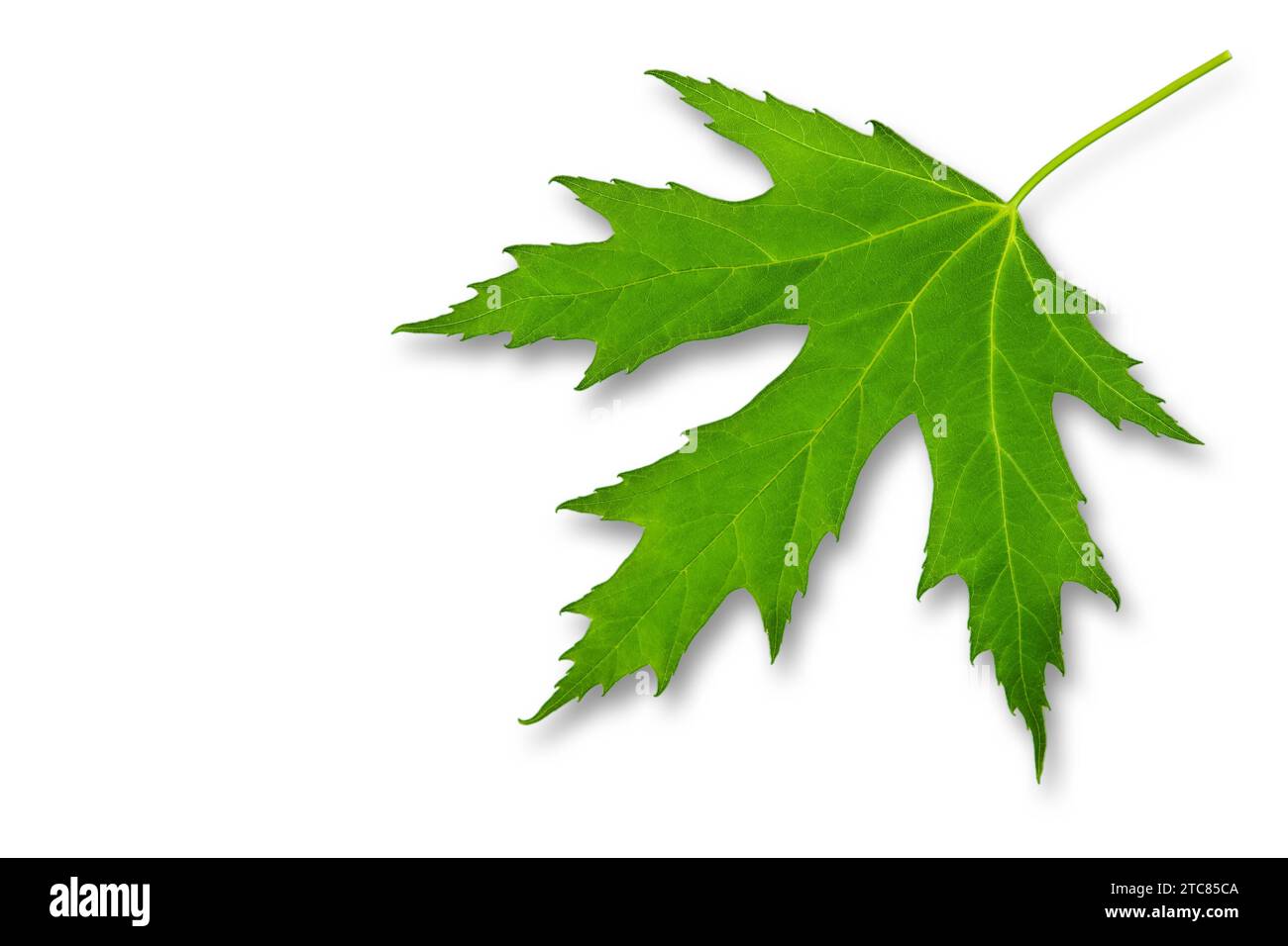 Green leaf of maple isolated on a white Stock Photo - Alamy