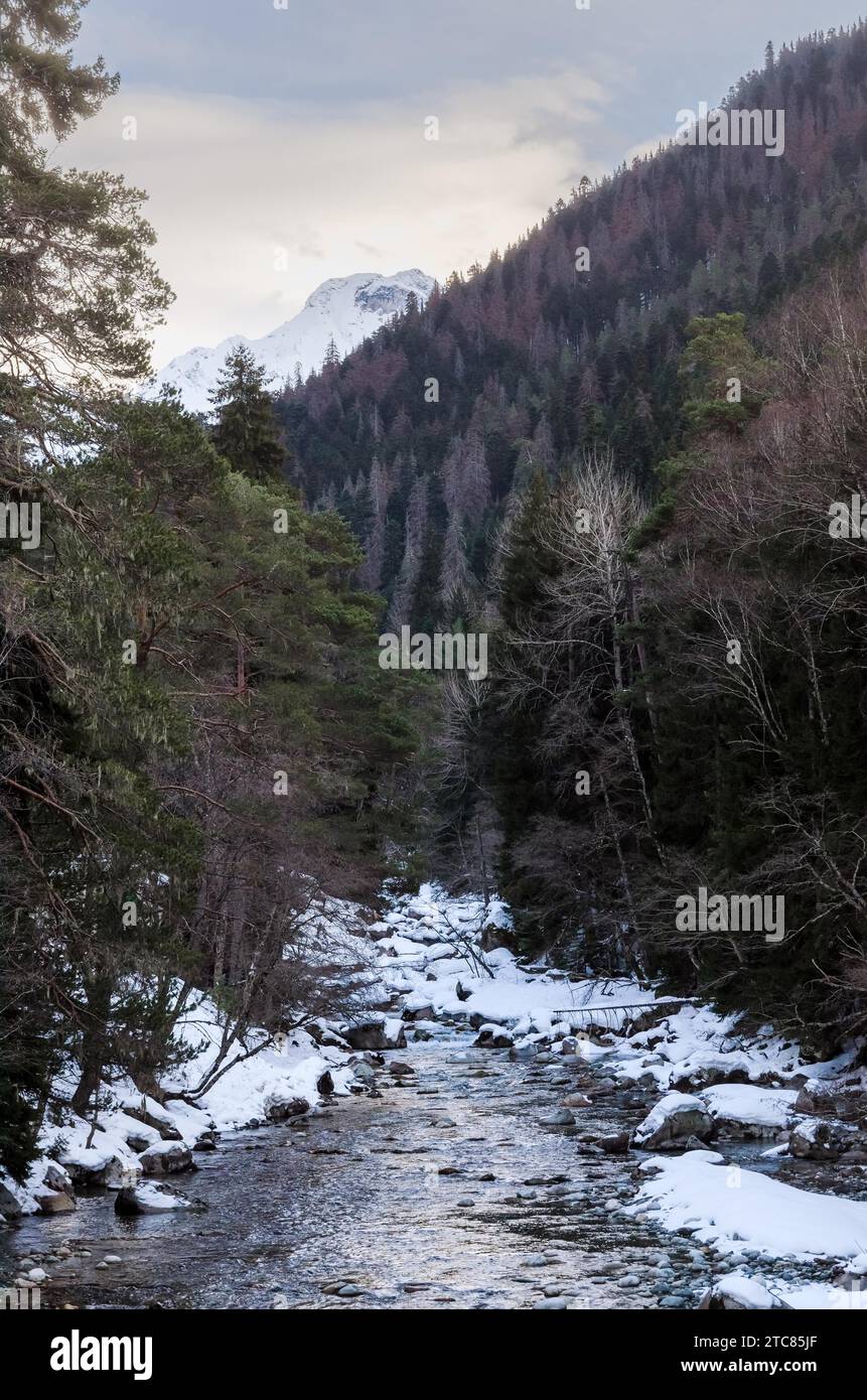 Winter landscape of a mountain river with snow along the coast. River in the Pine Forest in the Caucasus Russia Stock Photo