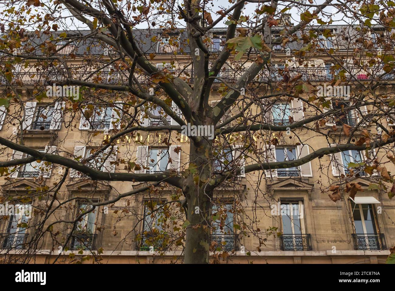 Paris, France, 2023. The golden letters on the façade of the Banque de France are shining through the foliage of a plane tree (Platanus) Stock Photo