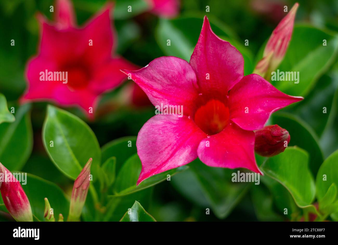 A closeup picture of a mandevilla pink flower Stock Photo Alamy