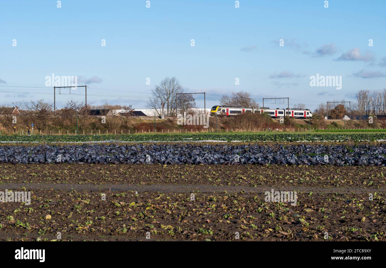Londerzeel, Flemish Brabant Region, Belgium, November 28, 2023 - Local train driving through the harvested fields of the Flemish countryside Credit: Imago/Alamy Live News Stock Photo