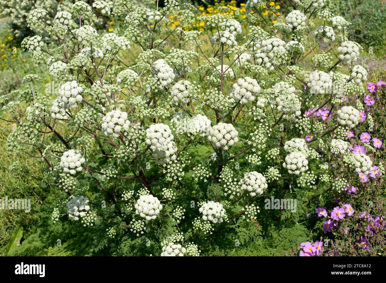 Athamanta sicula or Tinguarra sicula is a medicinal perennial herb native to Europe. Stock Photo