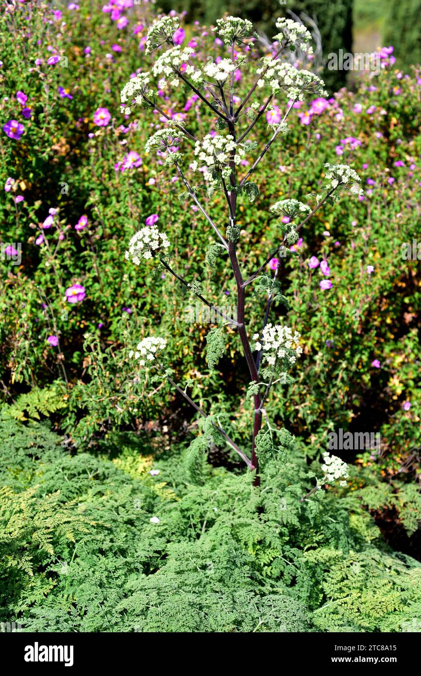 Athamanta sicula or Tinguarra sicula is a medicinal perennial herb native to Mediterranean region. Stock Photo