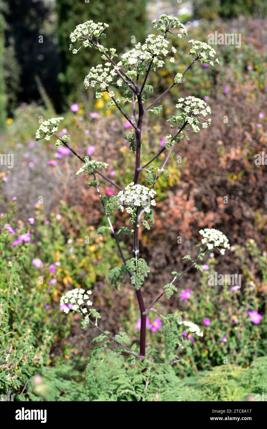 Athamanta sicula or Tinguarra sicula is a medicinal perennial herb native to Mediterranean region. Stock Photo